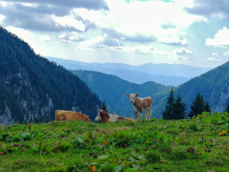 Planina Korošica