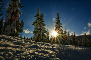 Javorov vrh (Pokljuka)