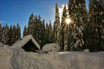 Javorov vrh (Pokljuka)