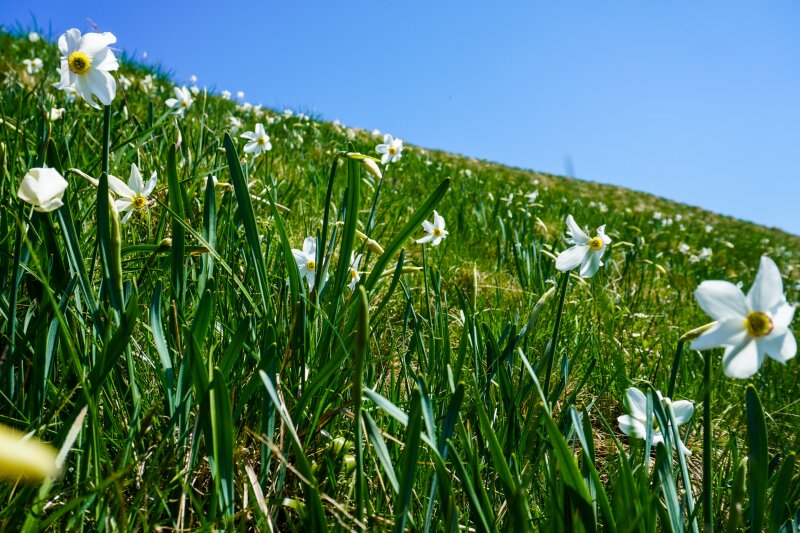 Krvavka