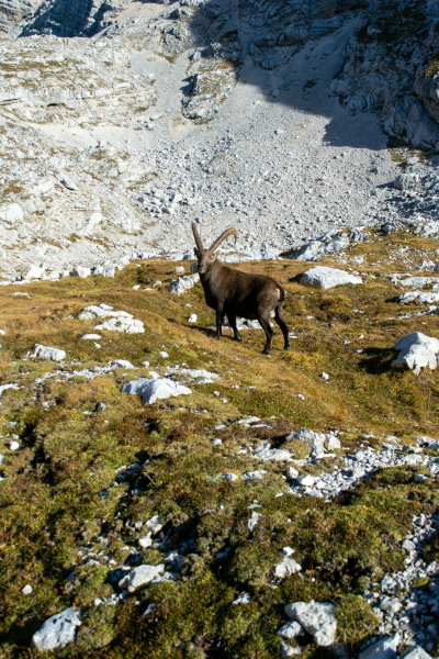 Pogačnikov dom na Kriških podih