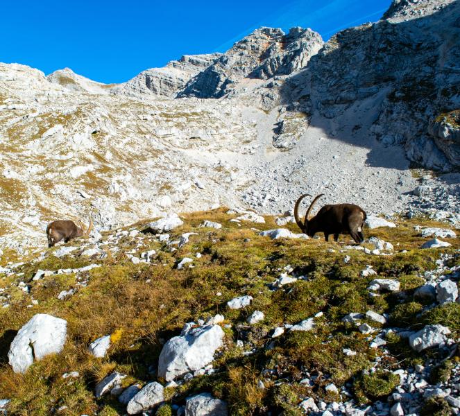 Pogačnikov dom na Kriških podih