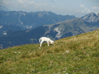 Vajnež