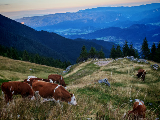 Belska planina (Svečica)