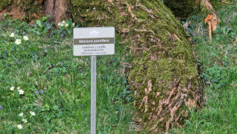 Mestni park pri Starem gradu