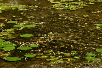 Cenetov mlin na Nanoščici