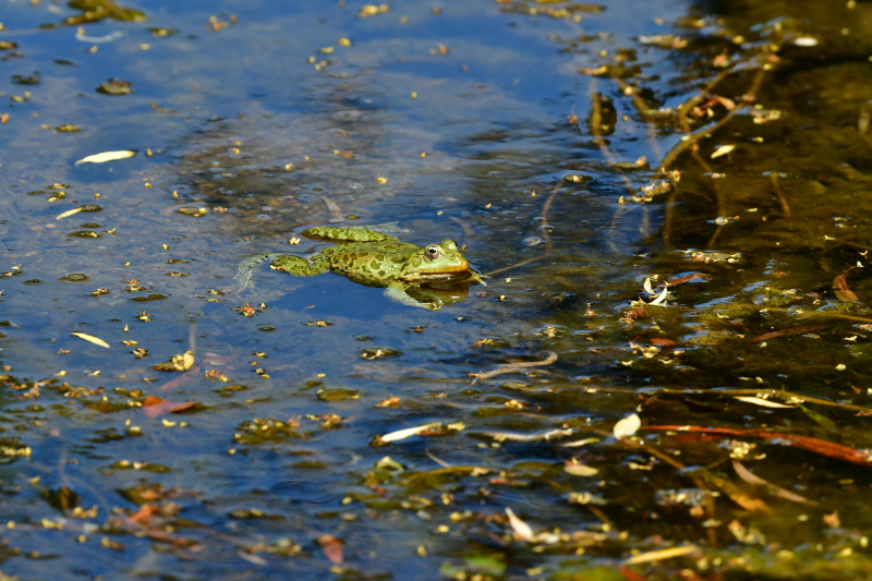 Cenetov mlin na Nanoščici