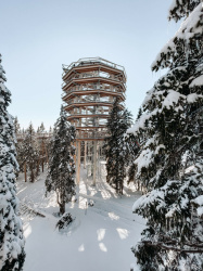 Pot med krošnjami Pohorje na Rogli