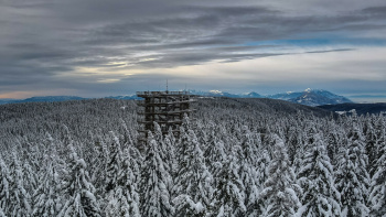 Pot med krošnjami Pohorje na Rogli