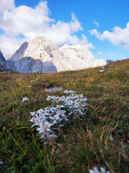 Kamniška koča na Kamniškem sedlu