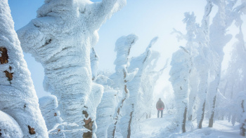 Javornik nad Črnim Vrhom
